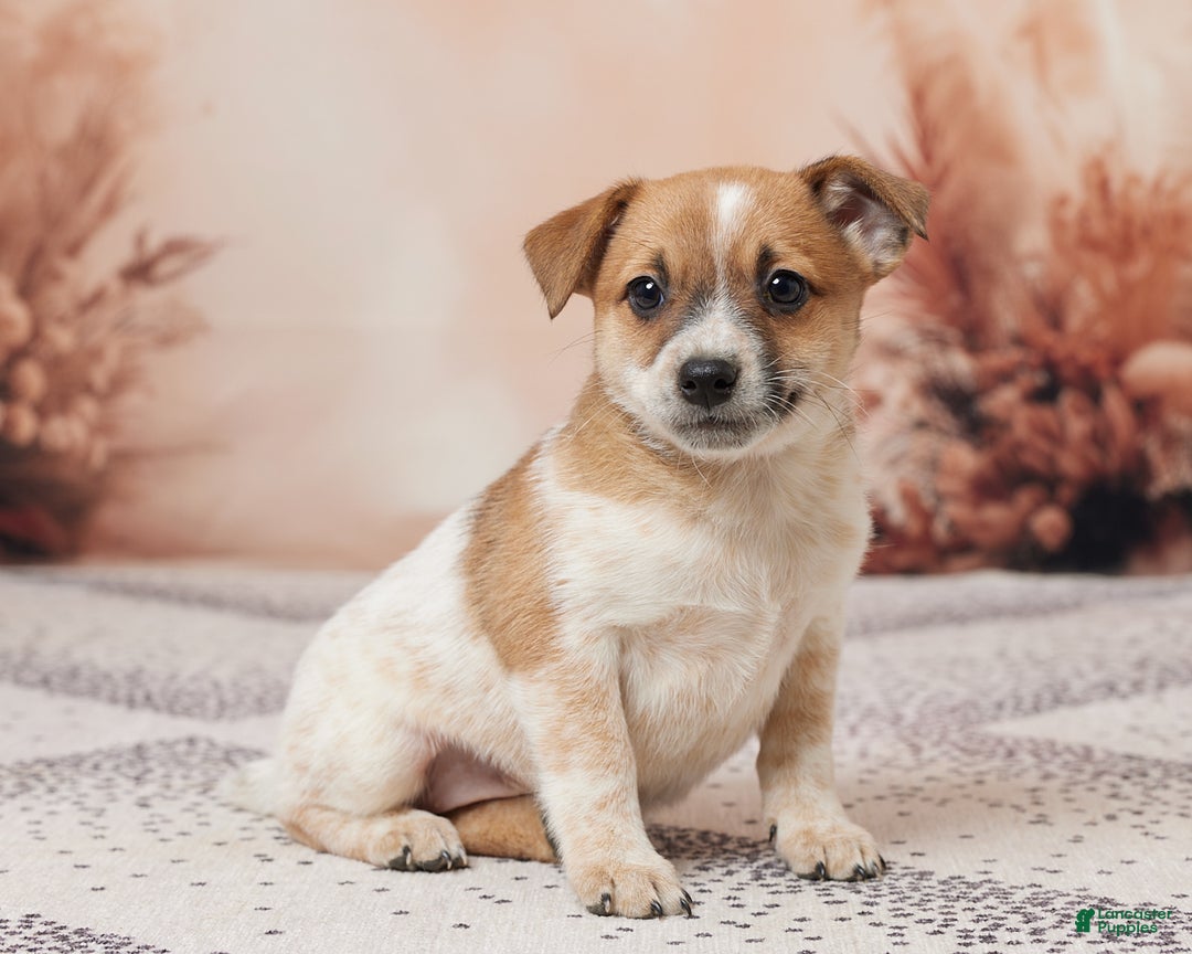 Australian Cattle Dog dogs for sale: Abby - Ad 3