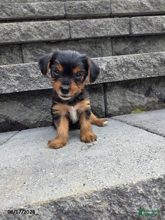 Yorkshire Terrier dogs Snuffy - Ad 1