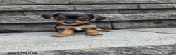 Yorkshire Terrier dogs for sale: Snuffy - Ad 1