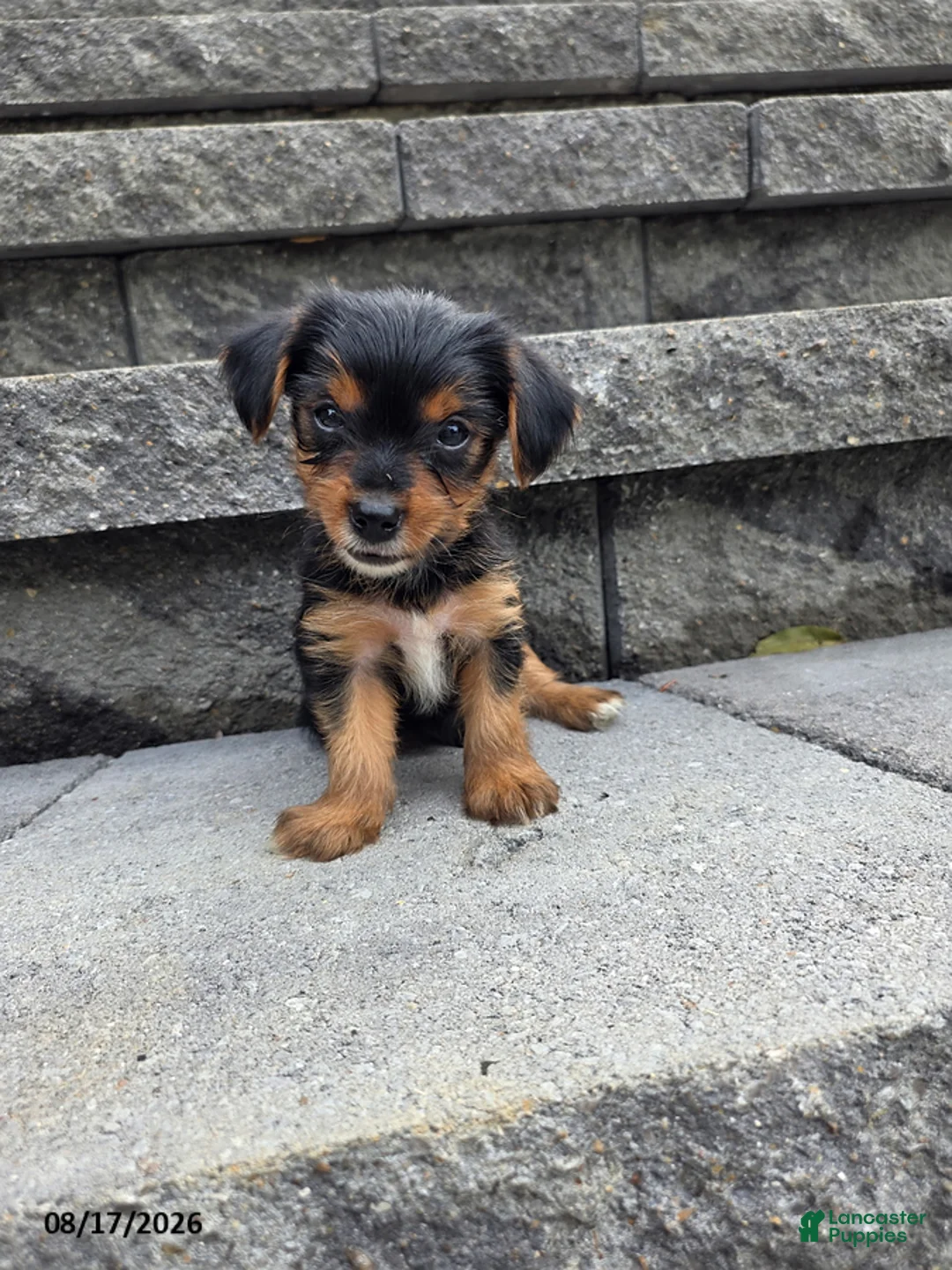 Yorkshire Terrier dogs for sale: Snuffy - Ad 1