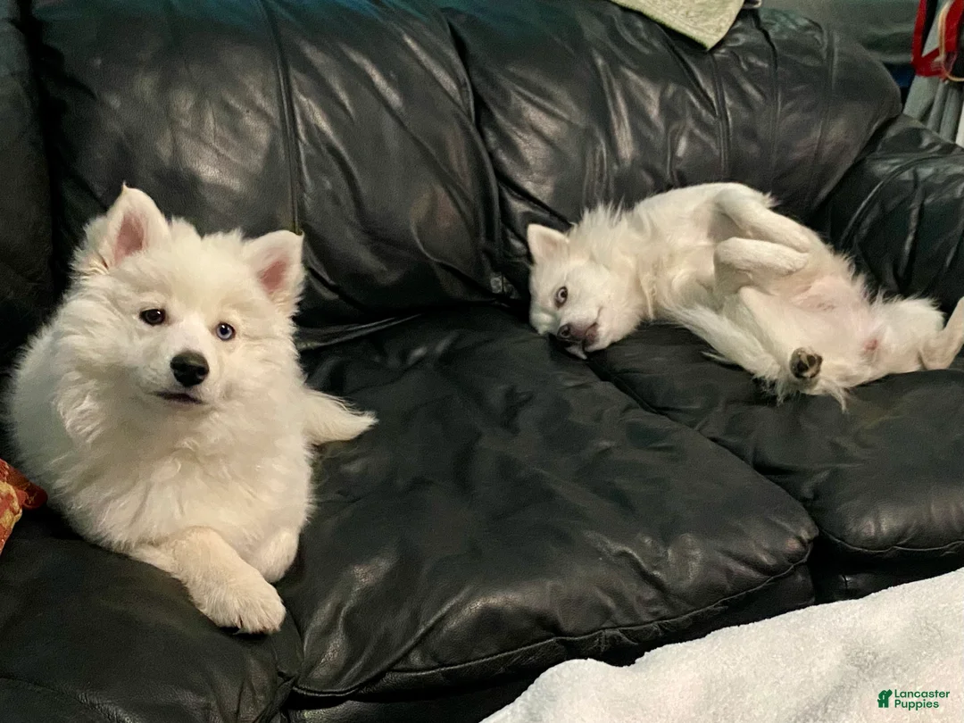 Pomsky dogs for sale: Marty - Ad 5