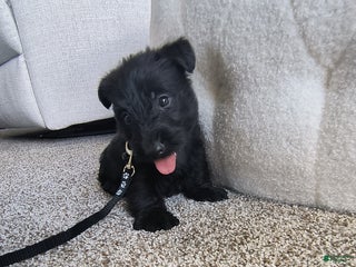 Scottish Terrier dogs - Ad 5