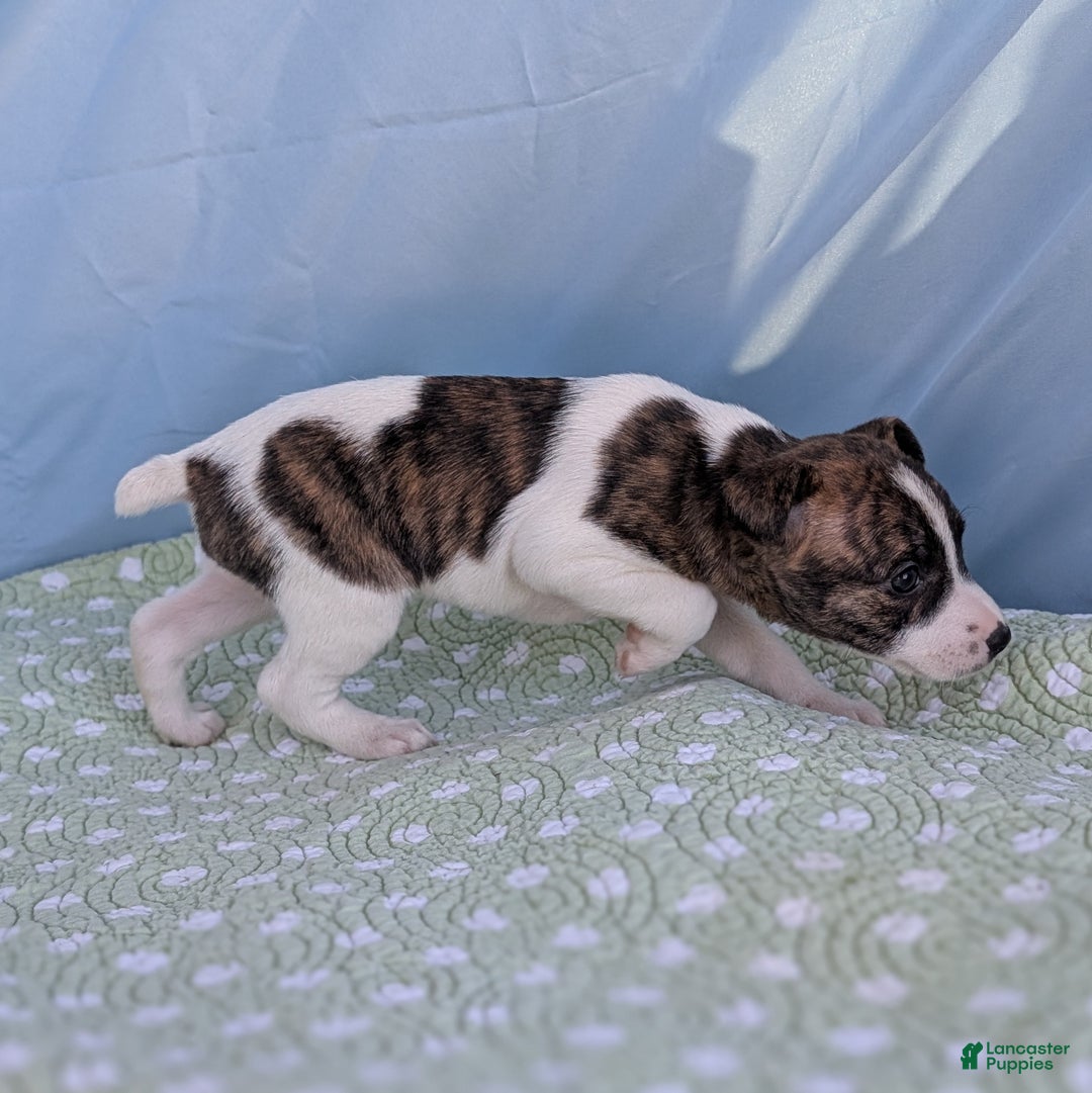 Rat Terrier dogs for sale: Chai - Ad 7