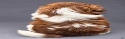 Shih Tzu dogs for sale: Bambi - Ad 2