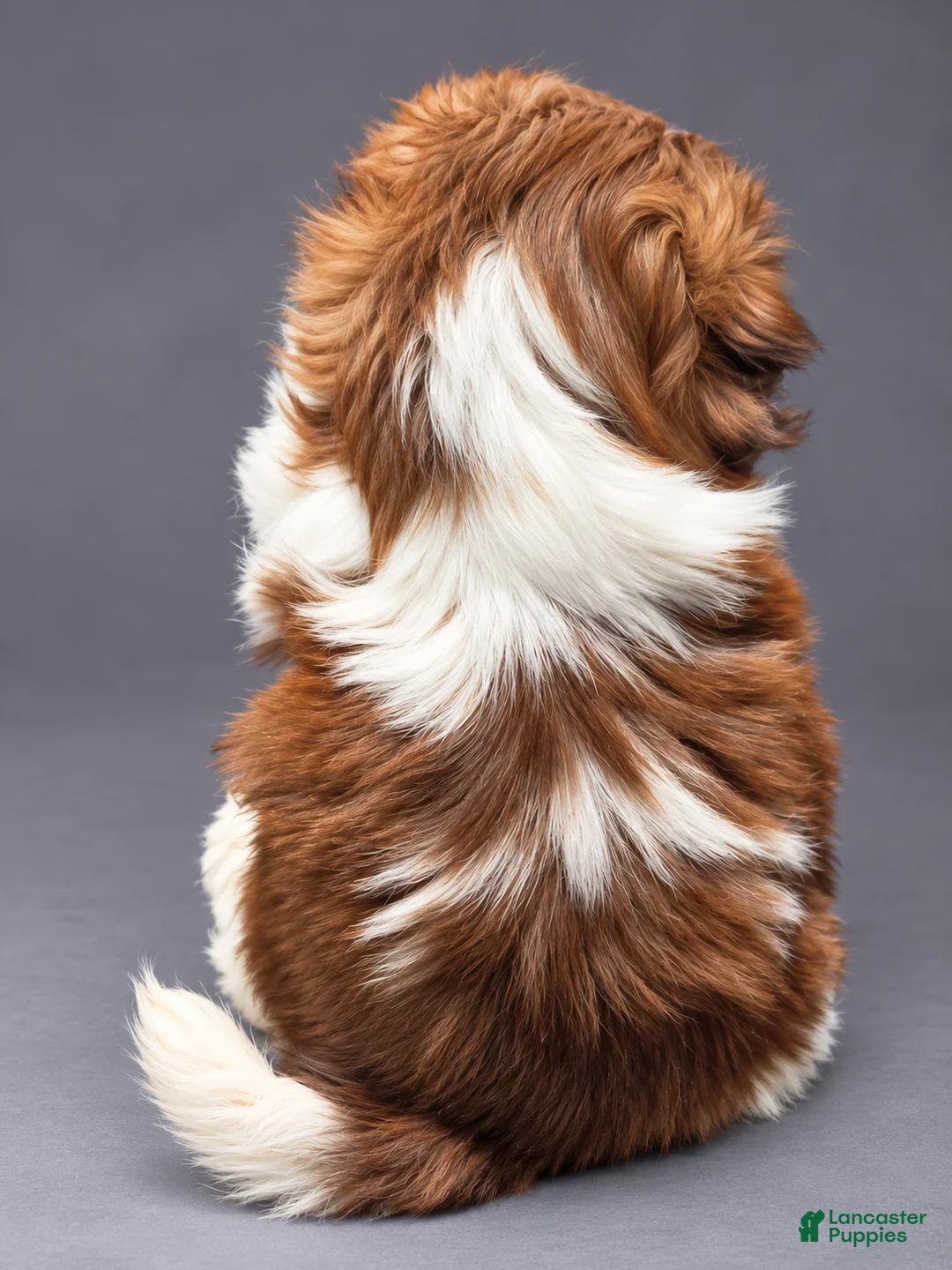 Shih Tzu dogs for sale: Bambi - Ad 2