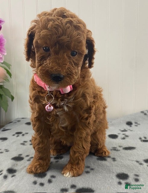 Miniature Poodle dogs Olivia - Ad 2