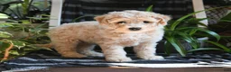 Bichpoo dogs for sale: Bentley - Ad 5