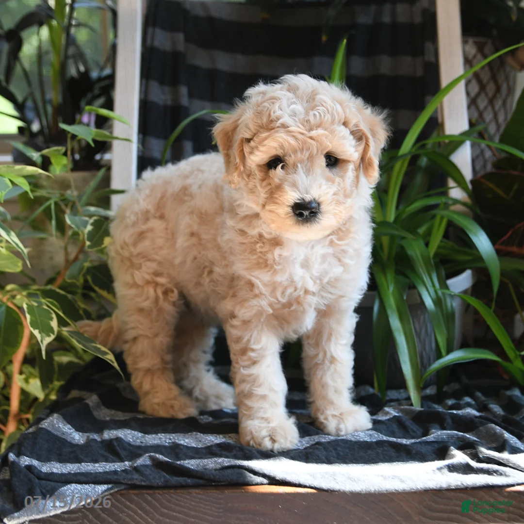 Bichpoo dogs for sale: Bentley - Ad 5