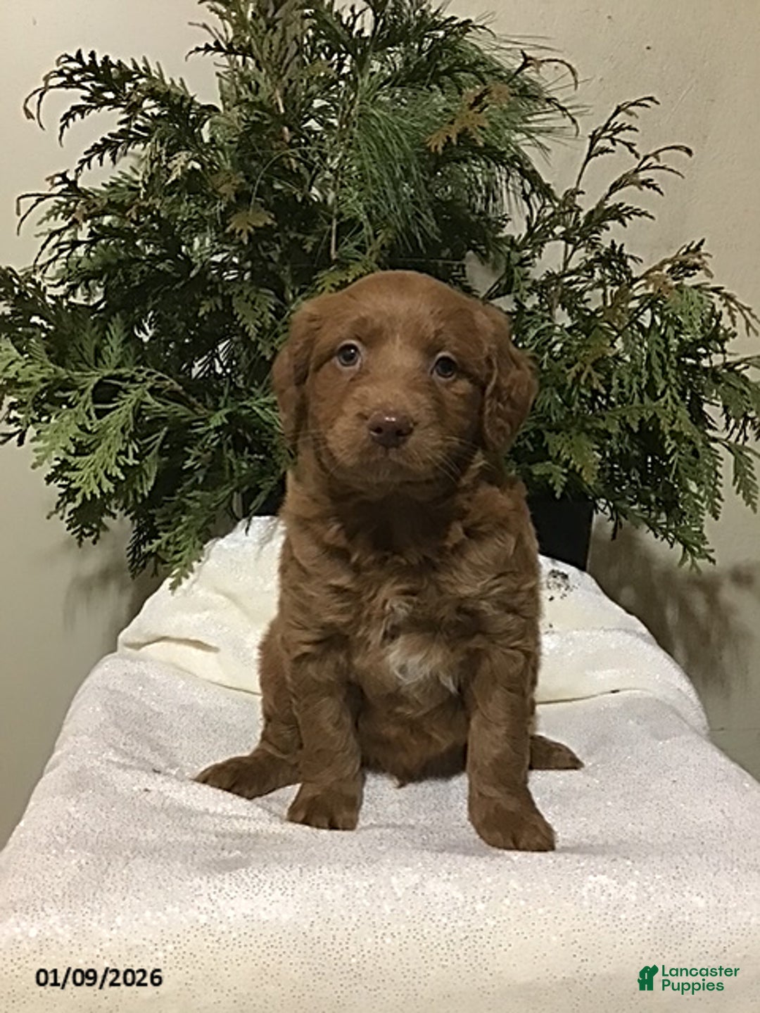 Mini Goldendoodle dogs for sale: Jeremy - Ad 1