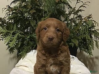 Mini Goldendoodle dogs Jeremy - Ad 36