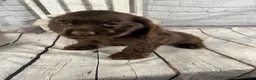 Cocker Spaniel dogs for sale: Copper - Ad 9