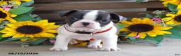 Frug dogs for sale: Jane - Ad 5