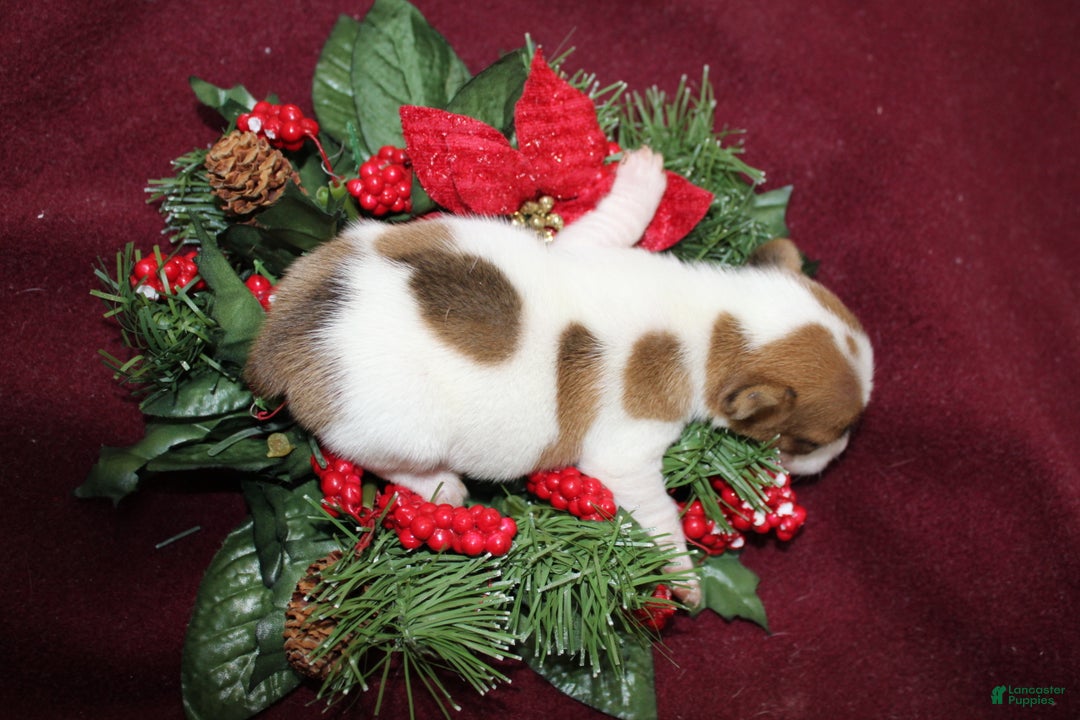 Jack Russell Terrier dogs for sale: Snickers - Ad 1