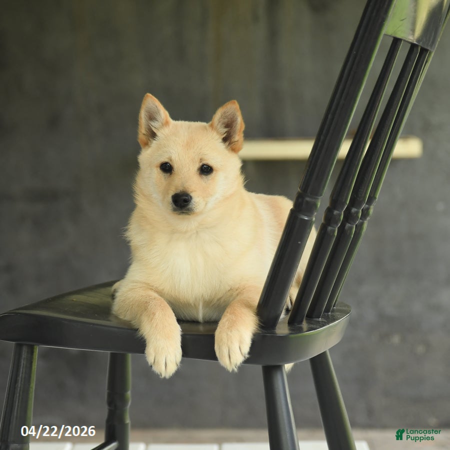 Schipperke dogs Fifi - Ad 2