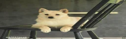 Schipperke dogs for sale: Fifi - Ad 2