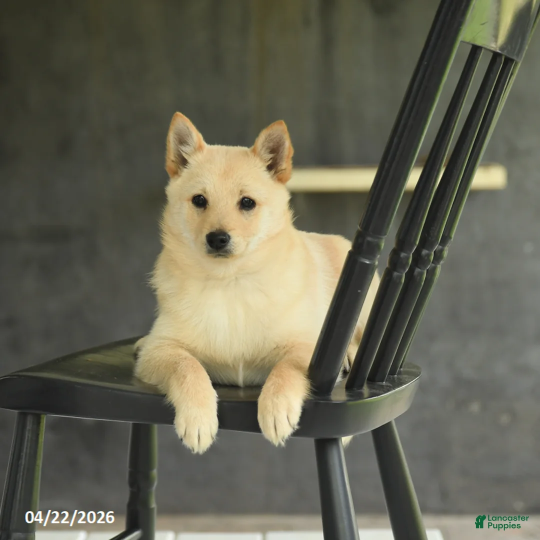 Schipperke dogs for sale: Fifi - Ad 2