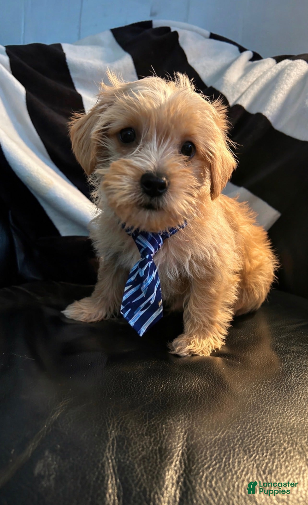 Shorkie dogs Shorkie Puppy 1 - Ad 28