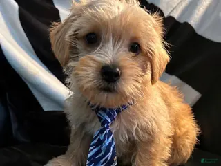 Shorkie dogs Shorkie Puppy 1 - Ad 28