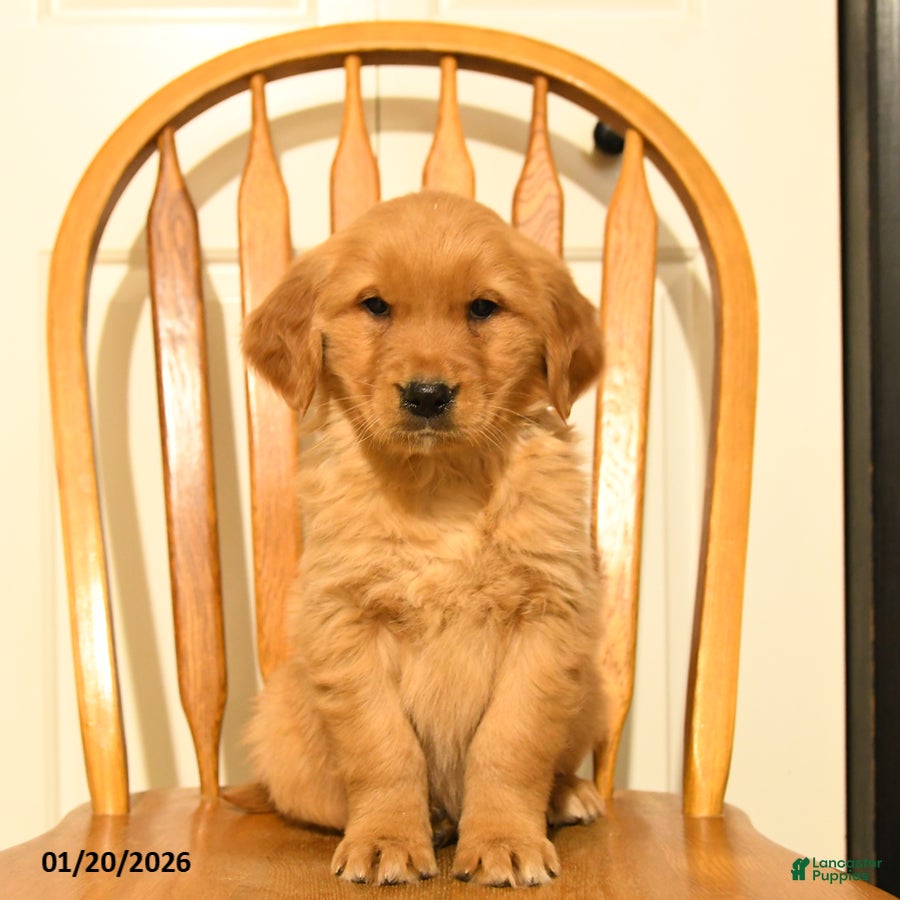 Golden Retriever dogs Bailey - Ad 8