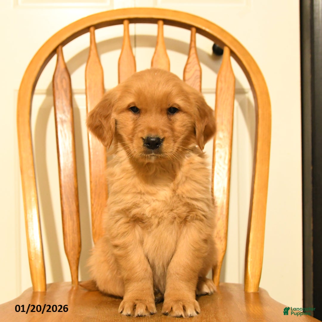 Golden Retriever dogs for sale: Bailey - Ad 1