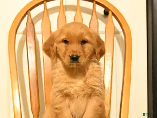 Golden Retriever dogs Bailey - Ad 35