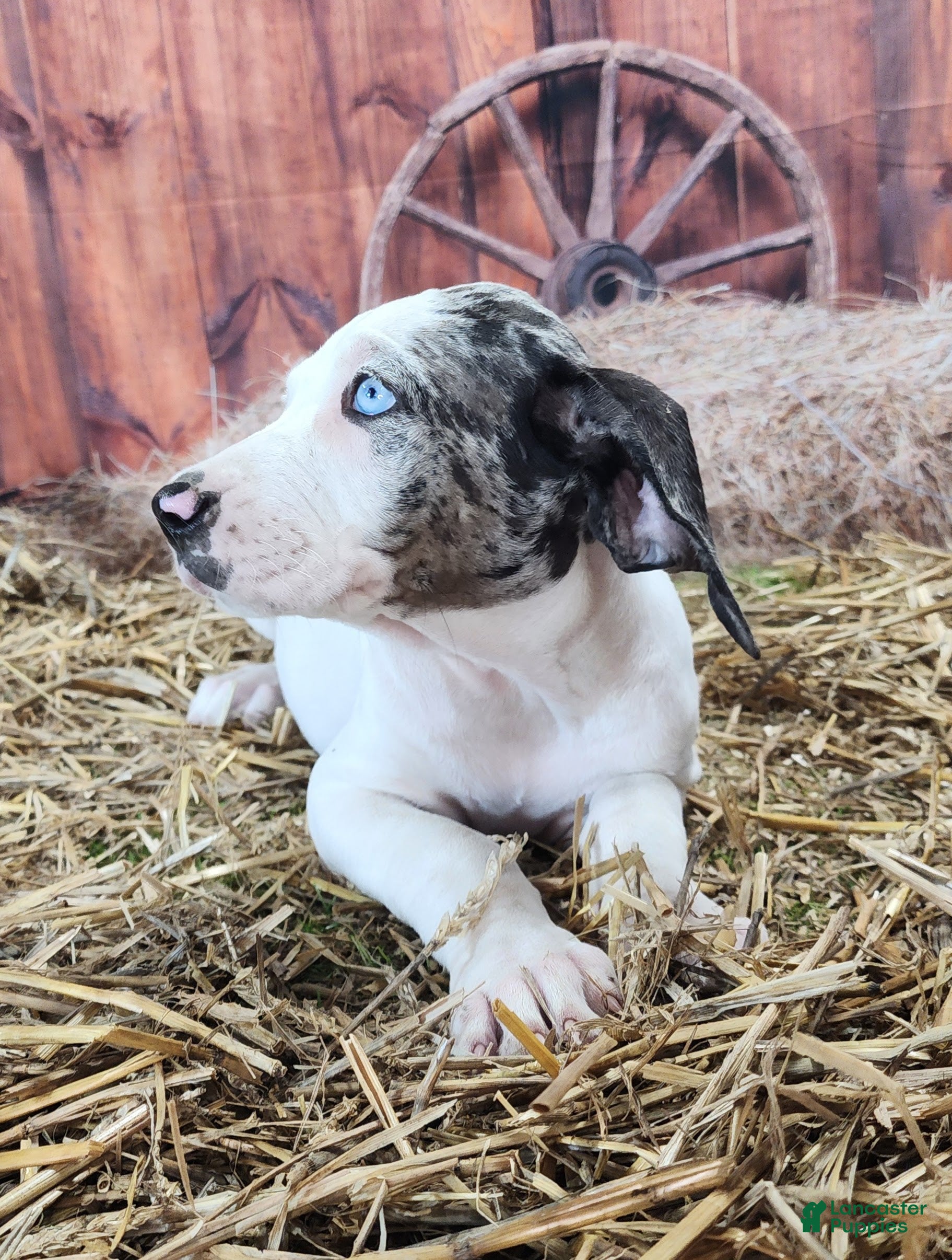 Catahoula Leopard Dog dogs Angel 2025 Female 1 - Ad 9