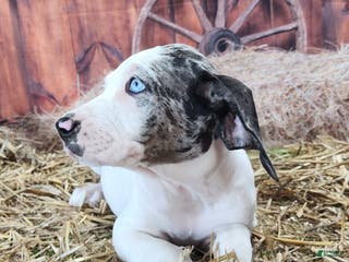 Catahoula Leopard Dog dogs Angel 2025 Female 1 - Ad 9