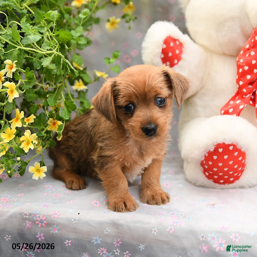 Dorkie dogs for sale: Pepper - Ad 1