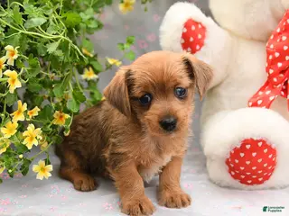 Dorkie dogs for sale: Pepper - Ad 2