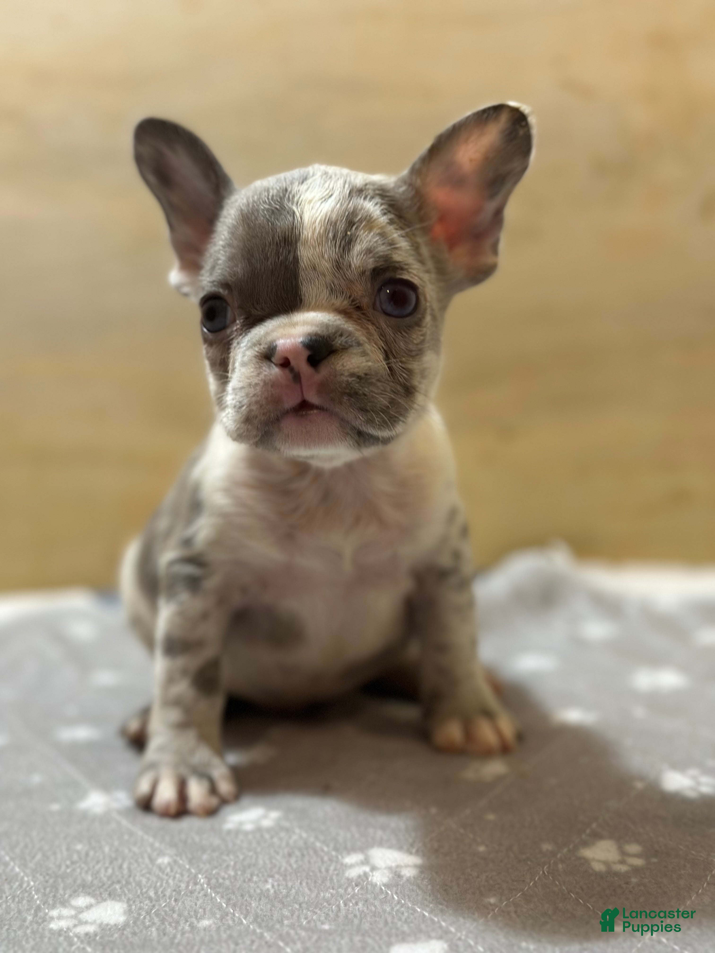 French Bulldog dogs Rolex - Ad 38