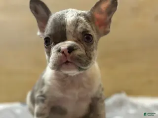 French Bulldog dogs Rolex - Ad 38