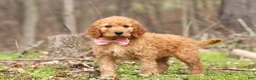 Goldendoodle dogs for sale: Noelle - Ad 7