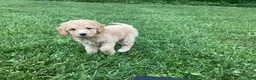 Mini Goldendoodle dogs for sale: Harper - Ad 7