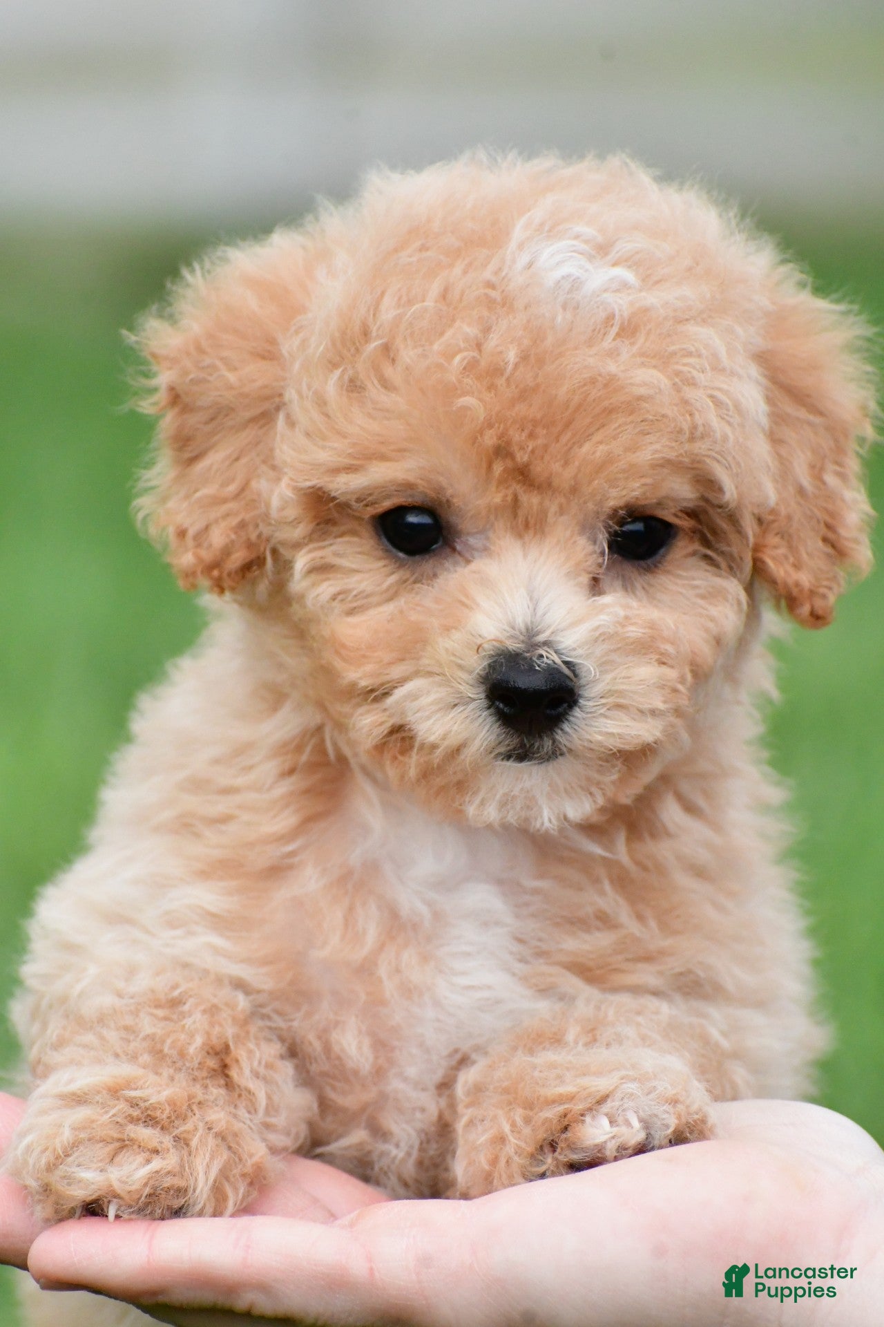 Bichpoo dogs lucy - Ad 1