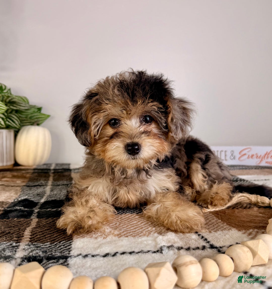 Harlow for sale in Greenfield Lancaster Puppies