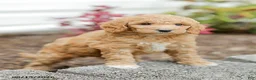 Goldendoodle dogs for sale: Jessie - Ad 5