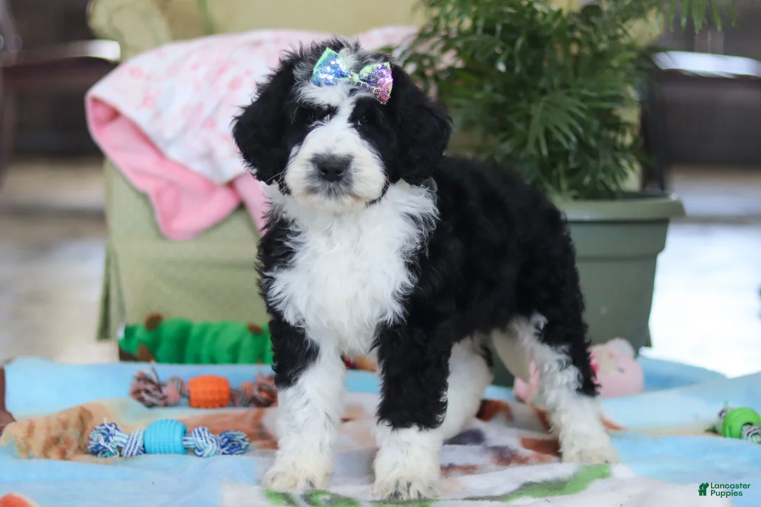 Bernedoodle dogs for sale: Nova - Ad 5