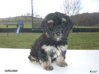 Yorkiepoo dogs Tyler - Ad 25