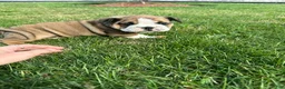 English Bulldog dogs for sale: Becca - Ad 5