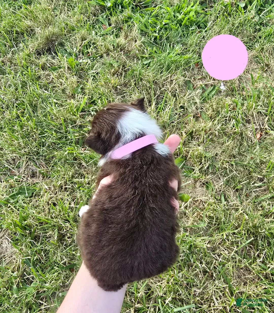 Australian Shepherd dogs for sale: Australian Shepherd Puppy PINK - Ad 2