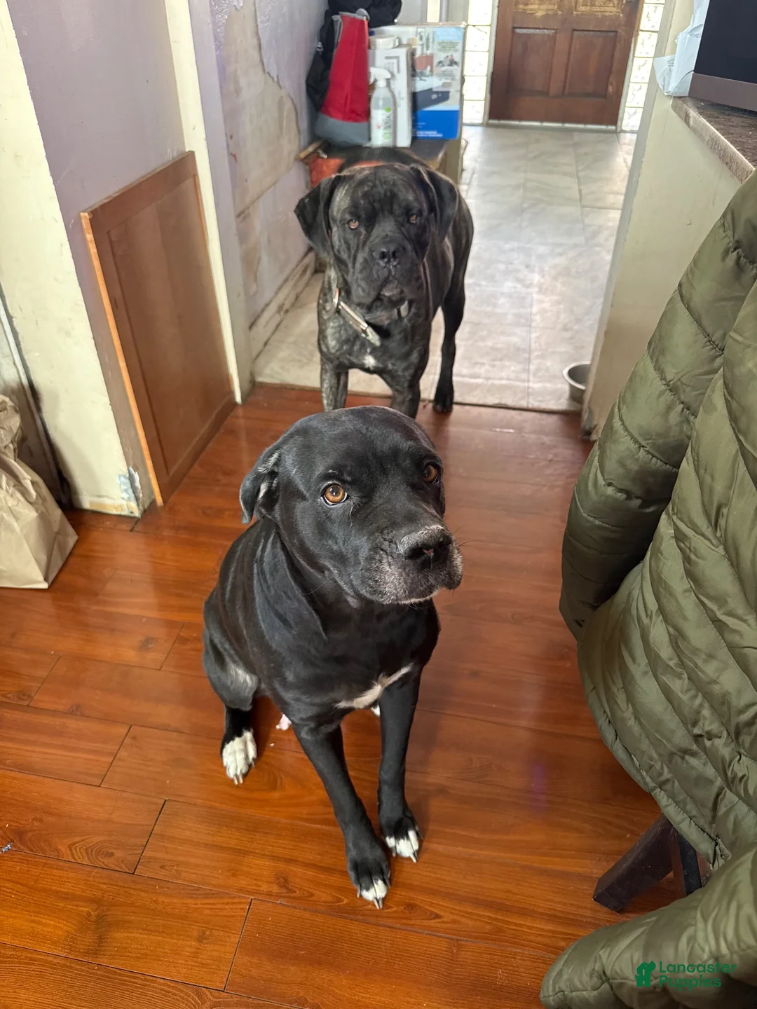 Cane Corso dogs for sale: Brutus - Ad 5
