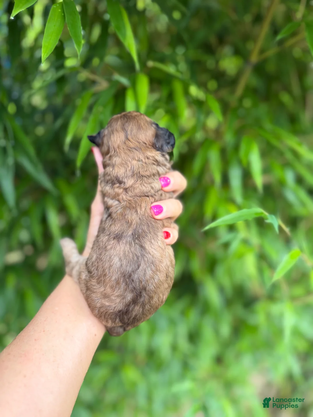 Cockapoo dogs for sale: Cockapoo Puppy 5 - Ad 2