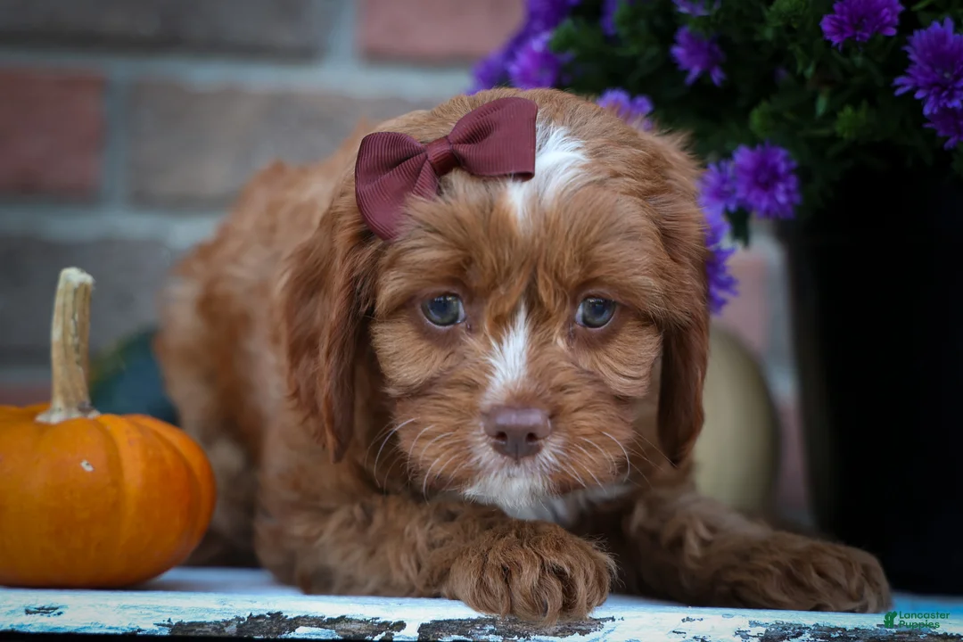 Cavapoo dogs for sale: CHARLIE - Ad 2