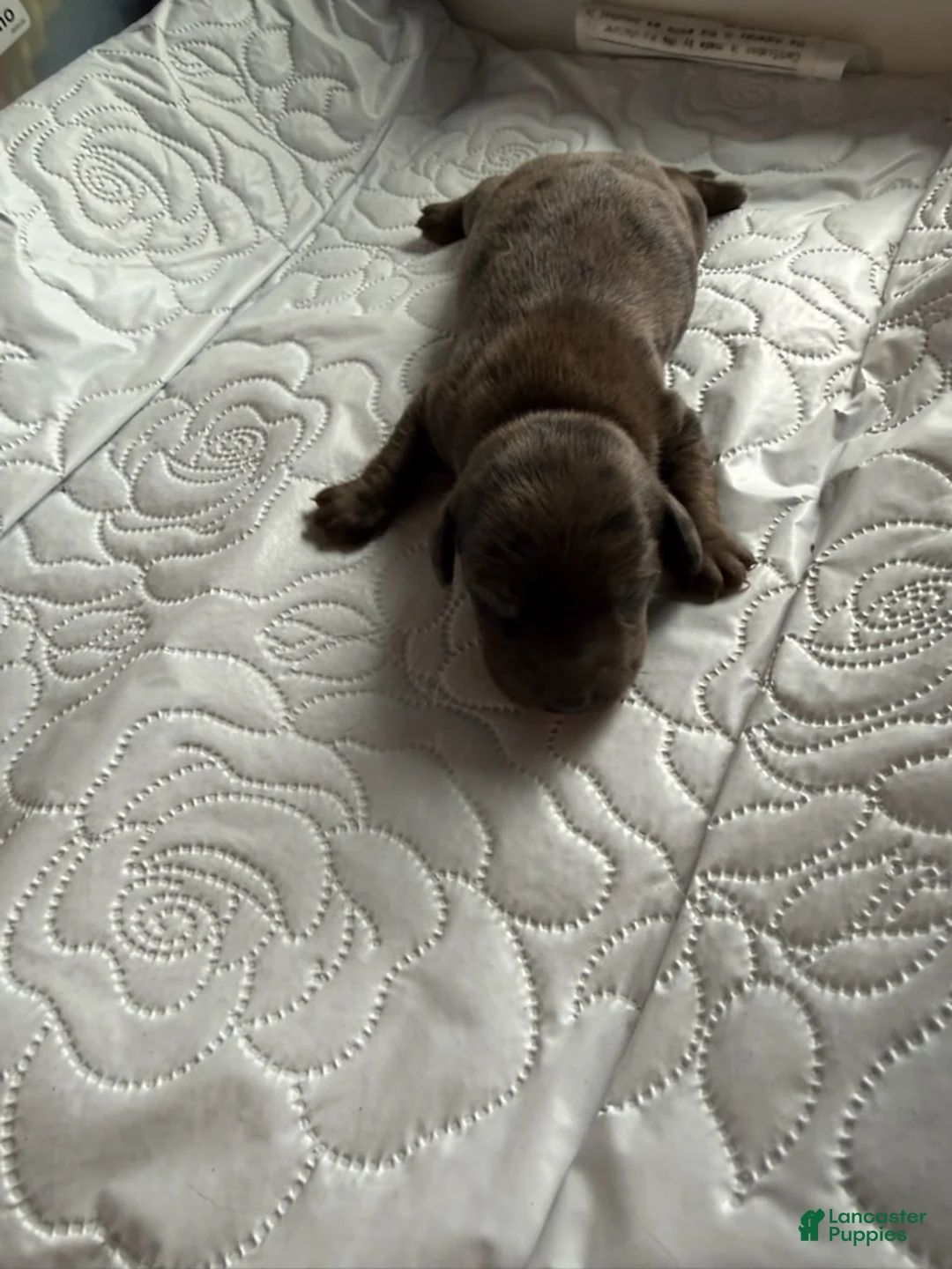 Miniature Dachshund dogs for sale: Colonel - Ad 4