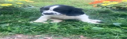 English Springer Spaniel dogs for sale: Sweetie - Ad 1