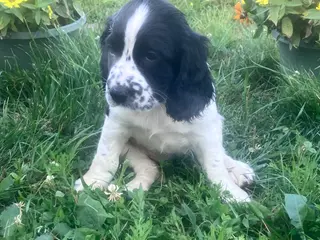 English Springer Spaniel dogs Sweetie - Ad 36