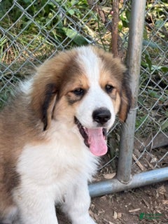 Mixed Breed dogs Toffee - Ad 2