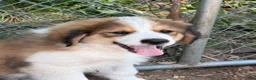 Mixed Breed dogs for sale: Toffee - Ad 2
