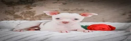 Chihuahua dogs for sale: Marie - Ad 3