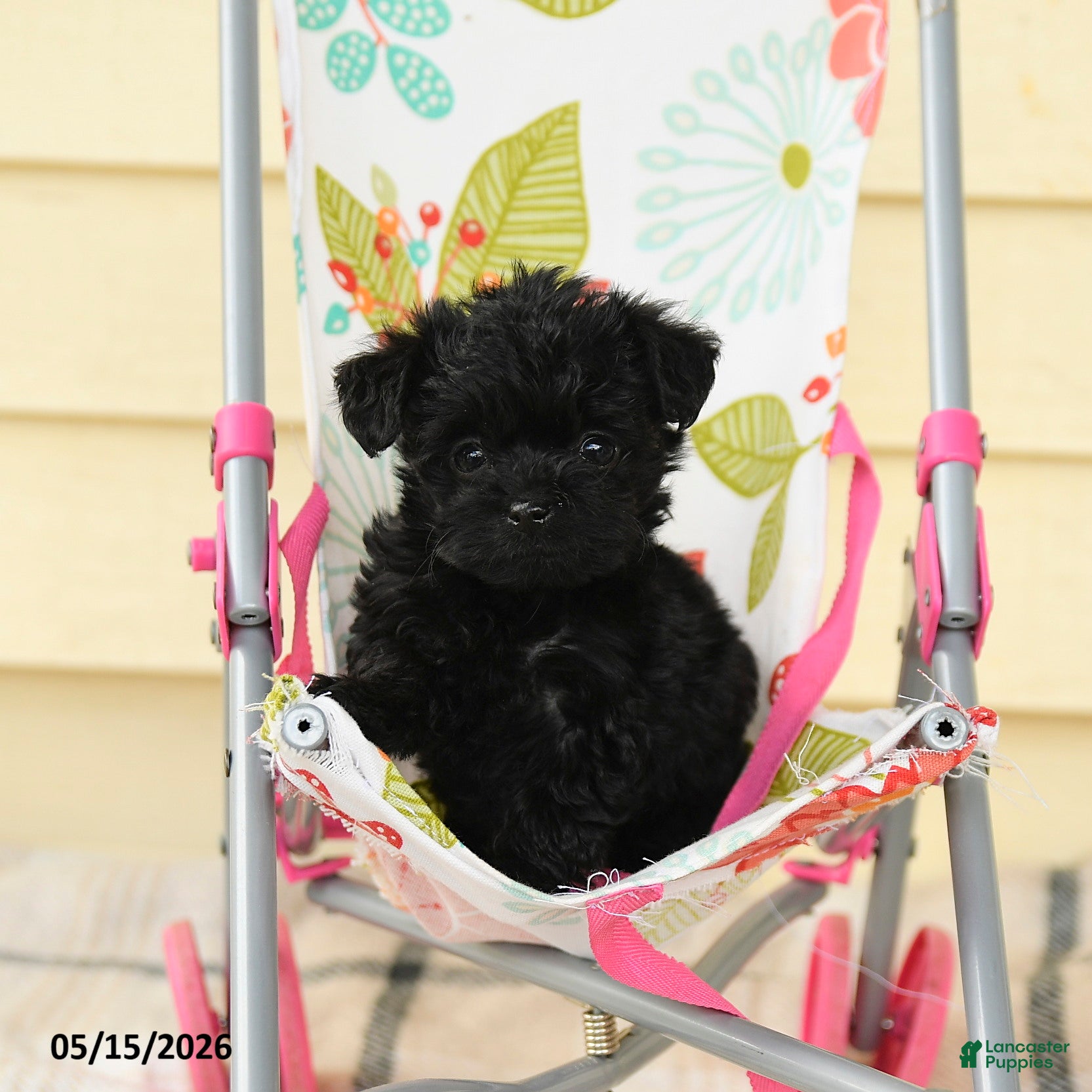 Yorkiepoo dogs Celine - Ad 1